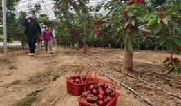 红樱桃视频,揭秘神秘视频背后的故事